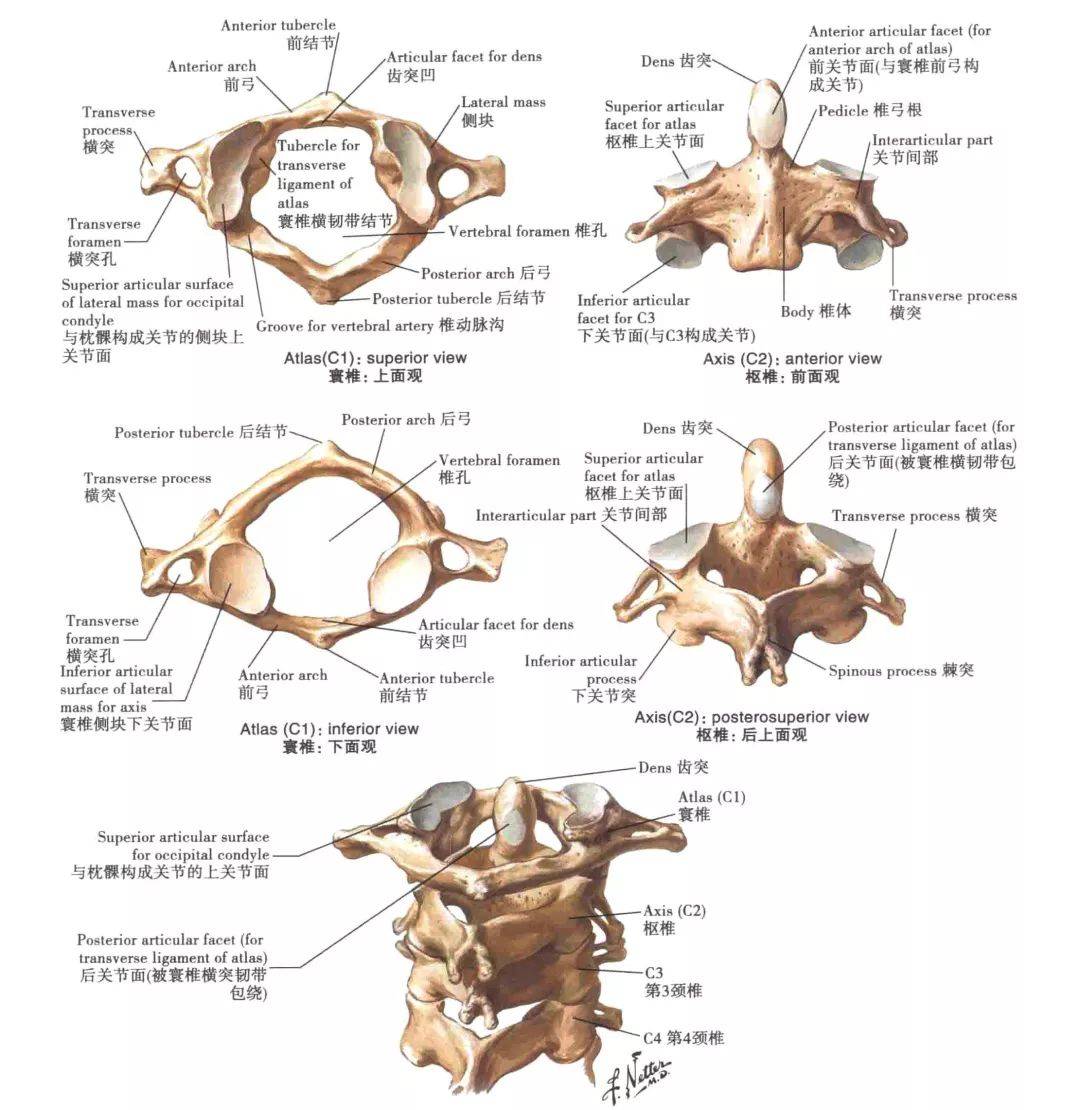 颈椎生理解剖图片