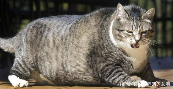 猫的品种大约有多少种 306945b8e3dd4ef2abc4b11ac695348a.jpeg