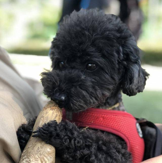 朴灿烈的多芬变安静了身穿紫色公主裙不敢相信它的外号叫蚂蚱