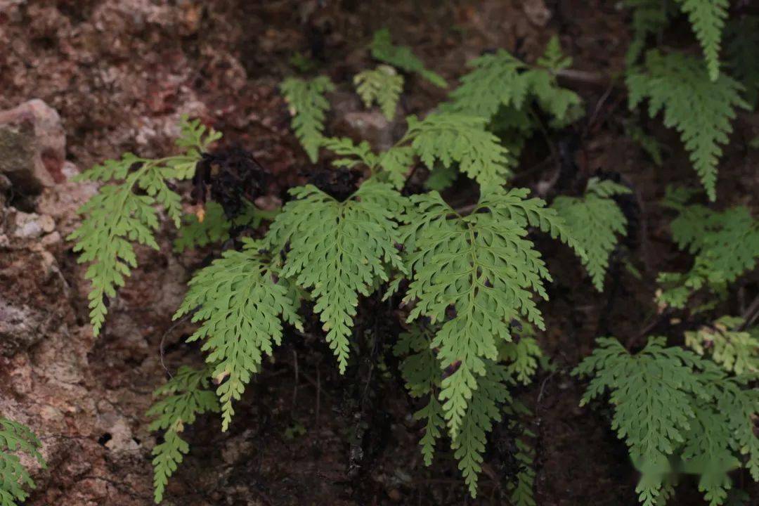 乌蕨属于鳞始蕨科乌蕨属,又称乌韭,生长在林下或灌丛中阴湿地,这一次