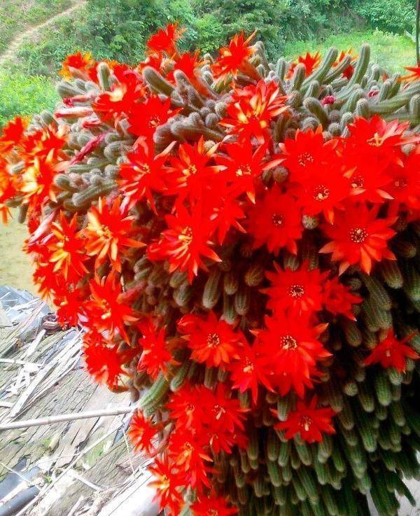 最美 仙人掌 30天不管也爆盆 开满大红花 比月季还漂亮 白檀 开花 花友