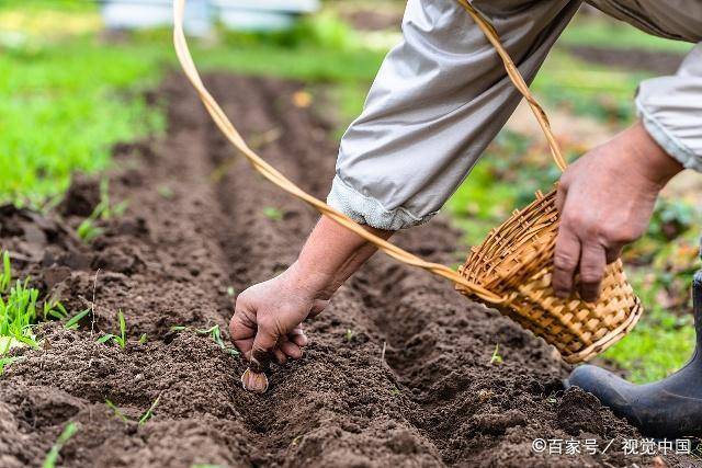 大蒜播种季到了,为何农民播种大蒜后要稻草覆盖,有什么作用吗?