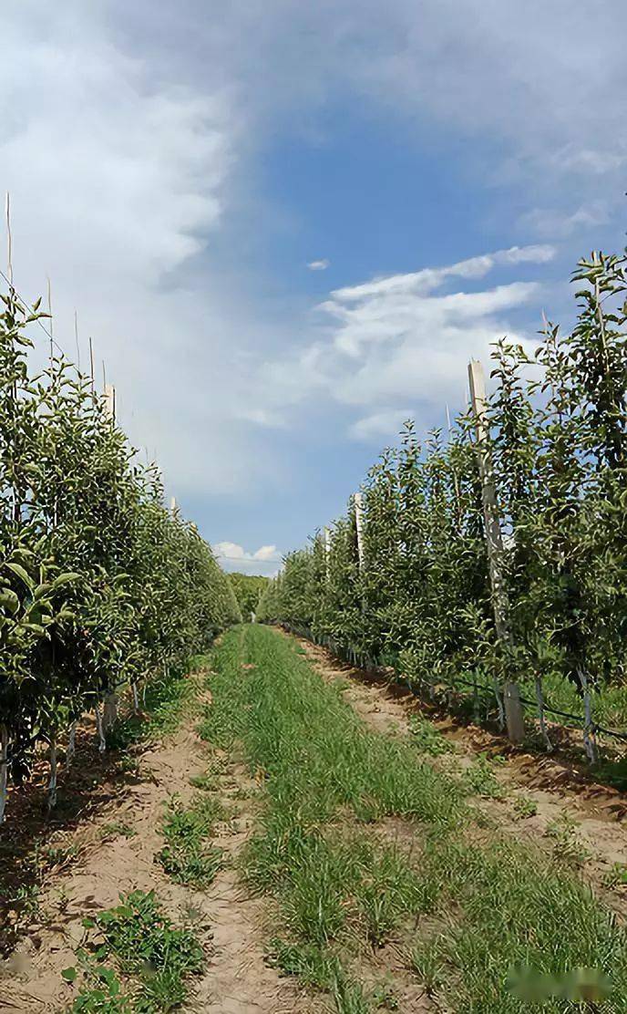 对矮砧密植果树冬剪的几点建议!_枝条_修剪_树形