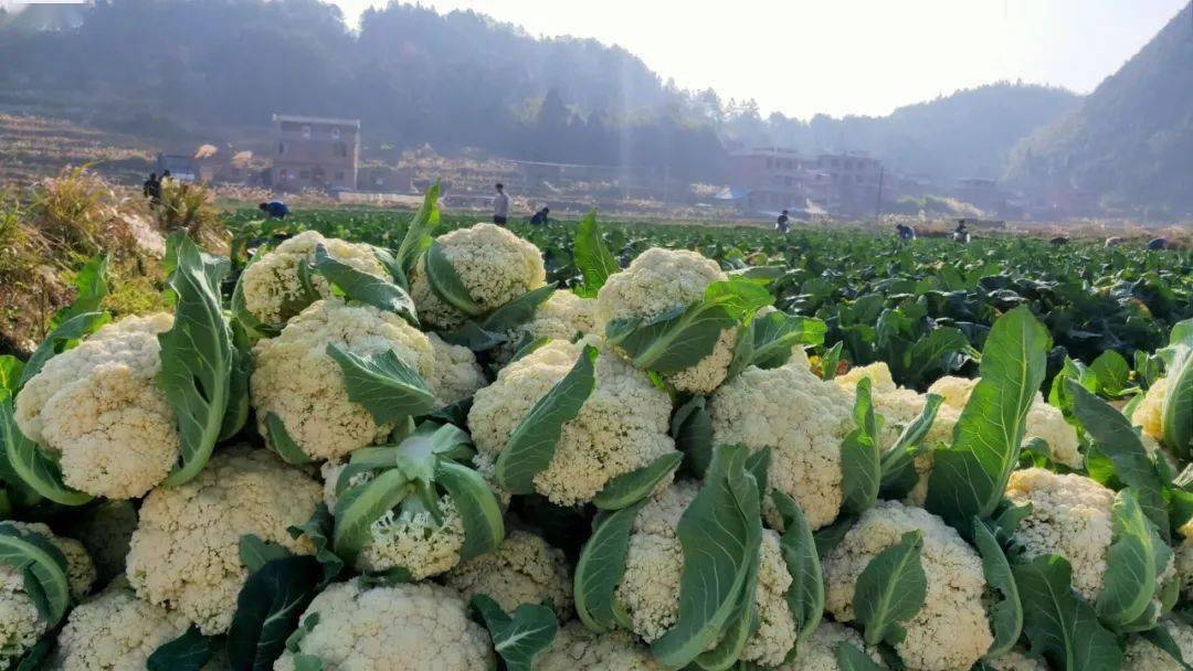 蔬菜基地采摘的松花菜"从第一批到最后一批种植,松花菜种植总面积已达