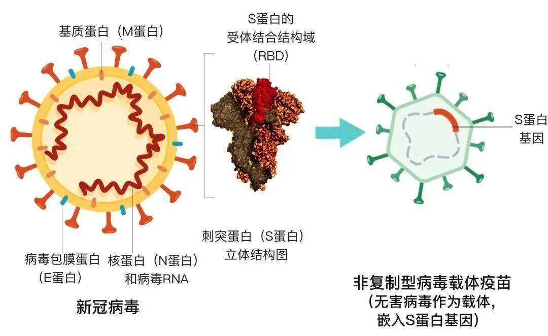 打了一针的腺病毒载体新冠疫苗如何进行加强免疫