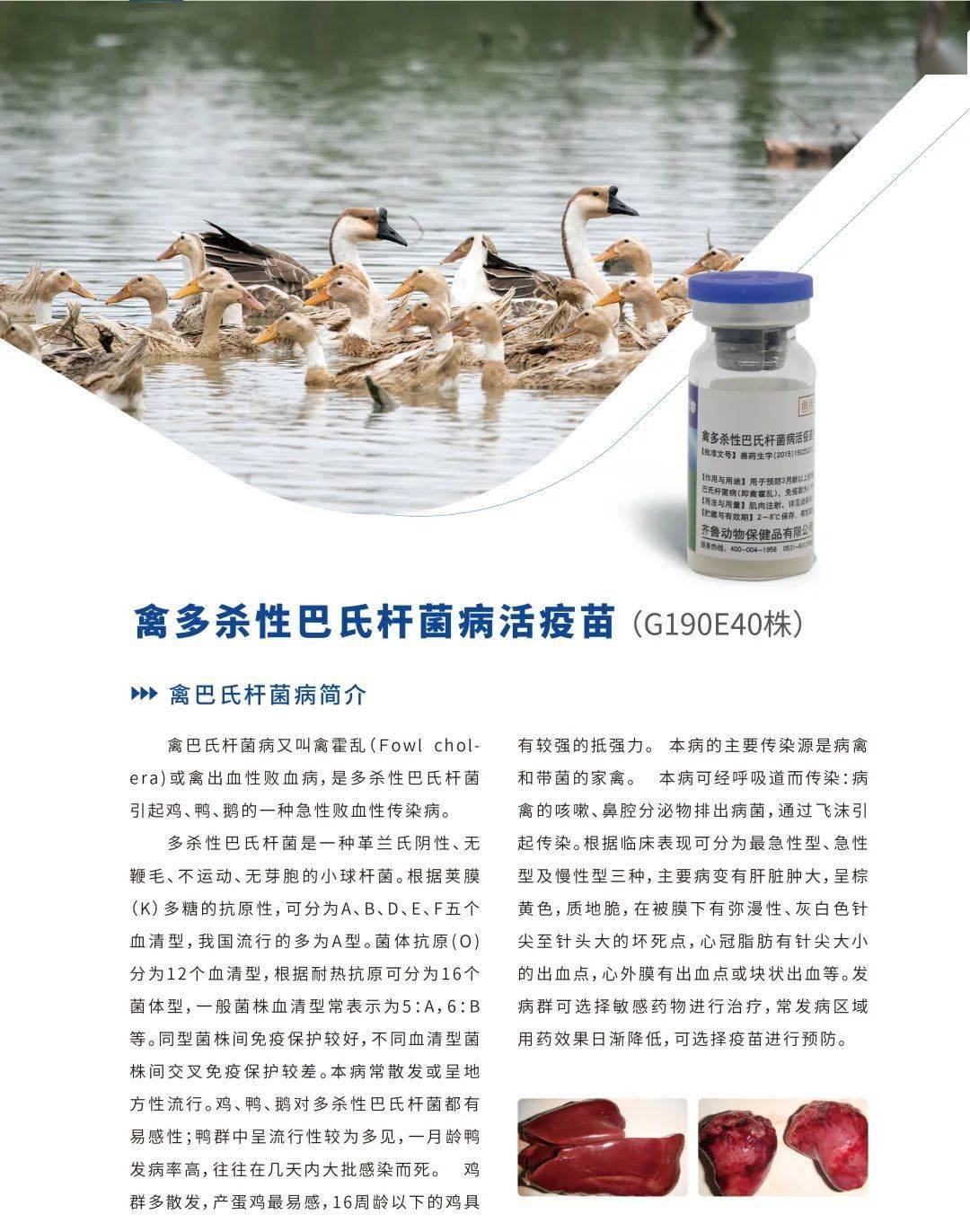 齐鲁动保禽多杀性巴氏杆菌病活疫苗g190e40株