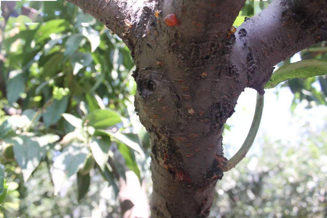 树脂病,是桃树及杏,李,樱桃等核果类果树都会发生的一种常见病害,全国