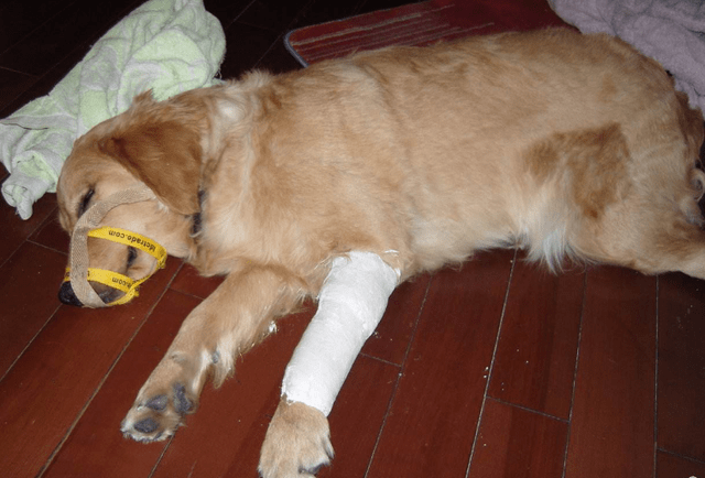 学会判断狗子的情况 以及骨折后处理的方法 可以更好应对意外 进行 症状 异度