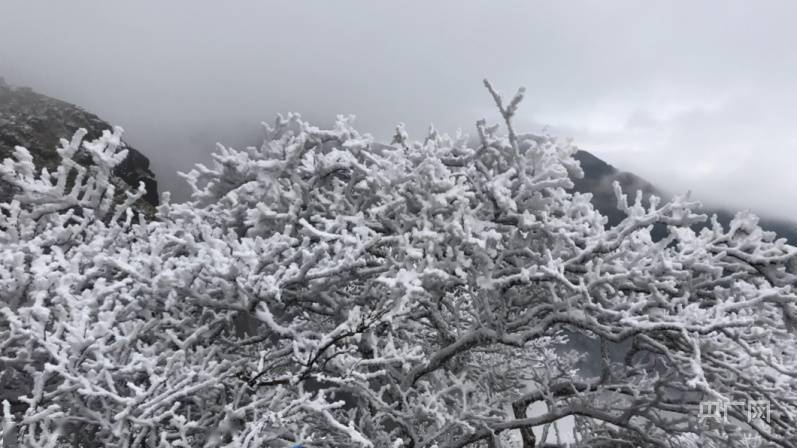 游客|人间仙境！带你领略不一样的冬季雪景