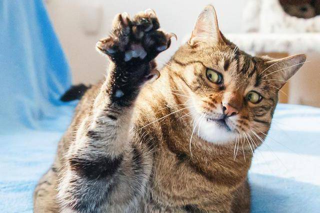 猫咪不为人知的16个 秘密 你知道几个 母猫 零食 甜味 猫咪不为人知的16个 秘密 你知道几个 母猫 零食 甜味
