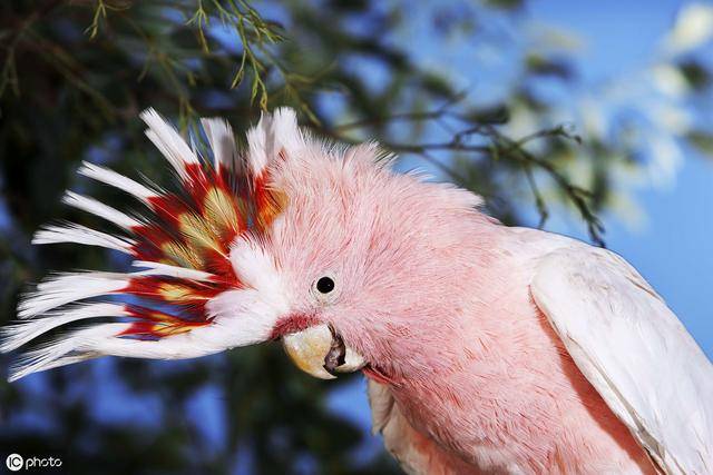 米切氏凤头鹦鹉:来自澳大利亚的凤头鹦鹉,别名:车轮冠凤头鹦鹉,米契尔