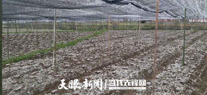 羊肚菌助力村民走上致富路_種植_大棚_貴州省