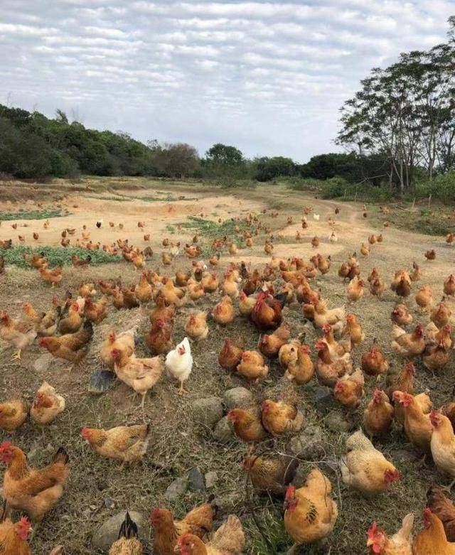 家鸡能养出野鸡的价值?农村养鸡新策略,包个大山养"野鸡"!