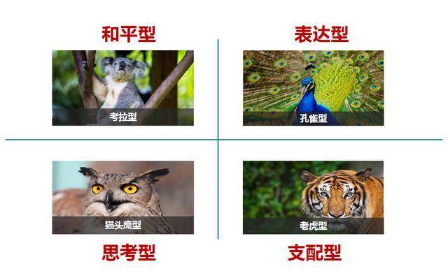 四种人格 孔雀 猫头鹰图片