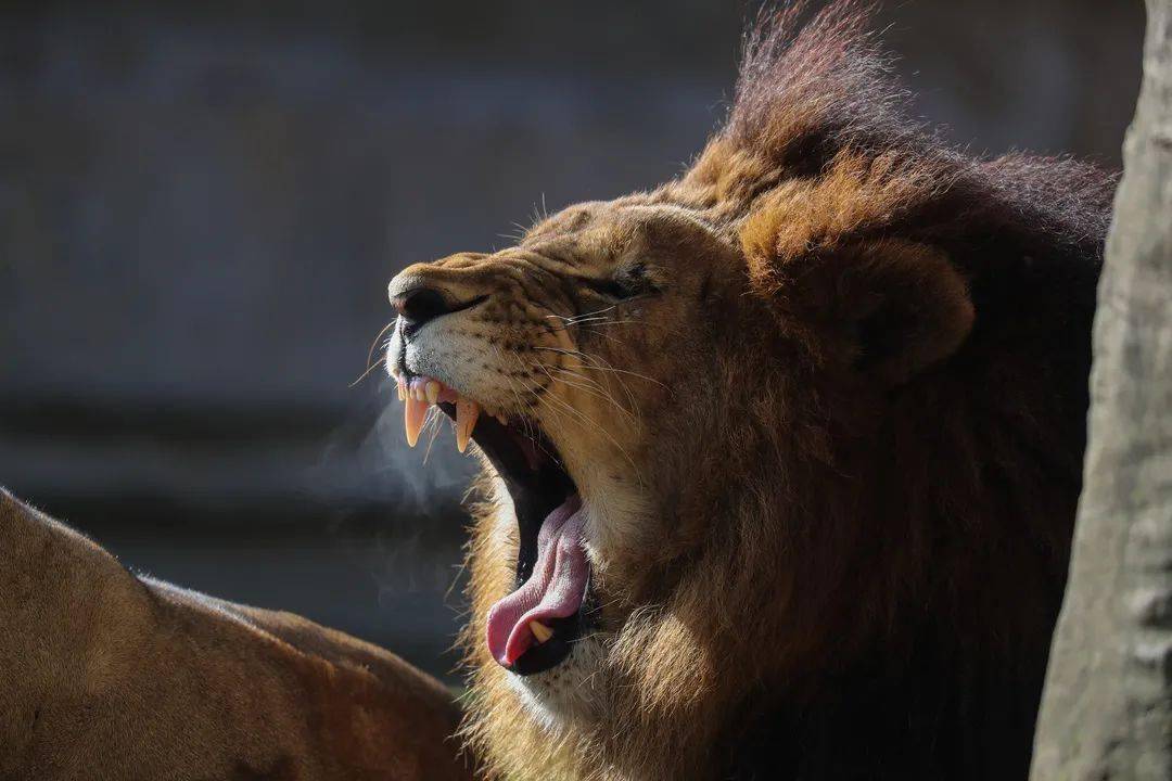 你最喜欢的明星是谁呢?_游园_上野_动物