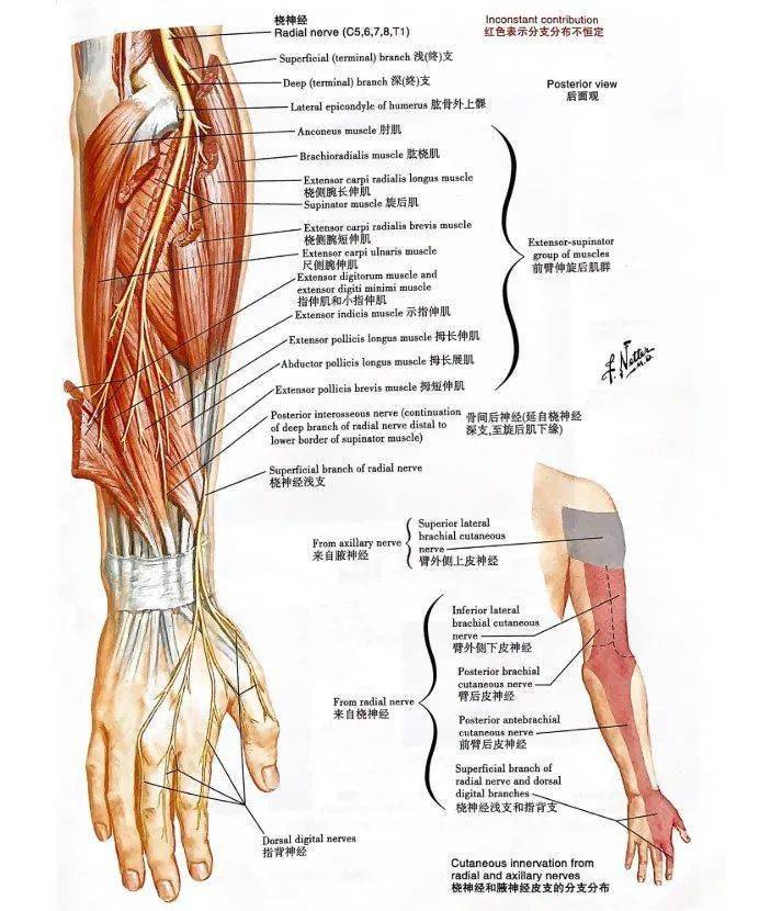 桡神经支配肌肉图片