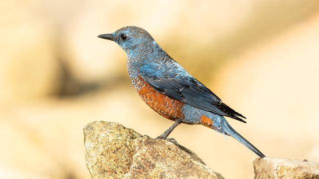 红福鸟鸟趣_鸟鸟