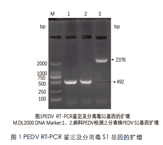 典型的合胞体病变,呈现变圆,融合等现象(图2b),间接免疫荧光试验证实