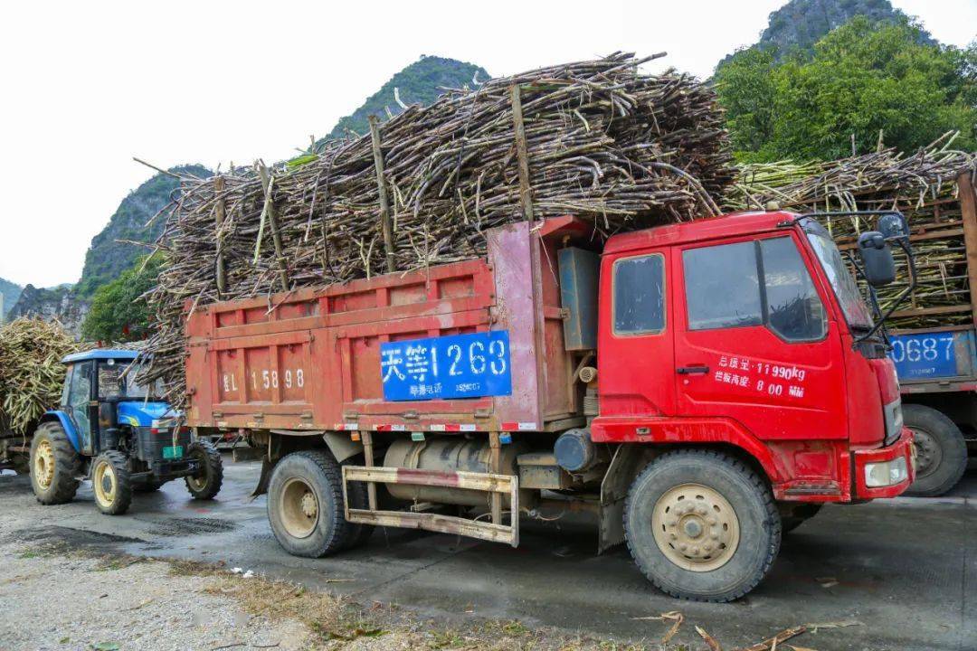 载满甘蔗的大货车依序排队进厂过地磅,再进入车间卸下甘蔗,工作人员