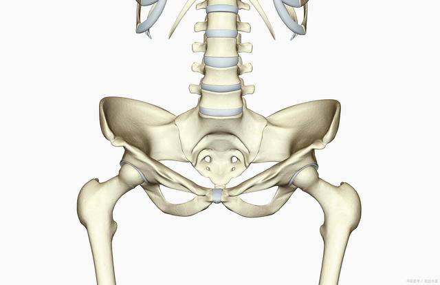 成對的髖骨和不成對對稱的骶骨和尾骨,髖骨是由髂骨,恥骨和坐骨的統稱