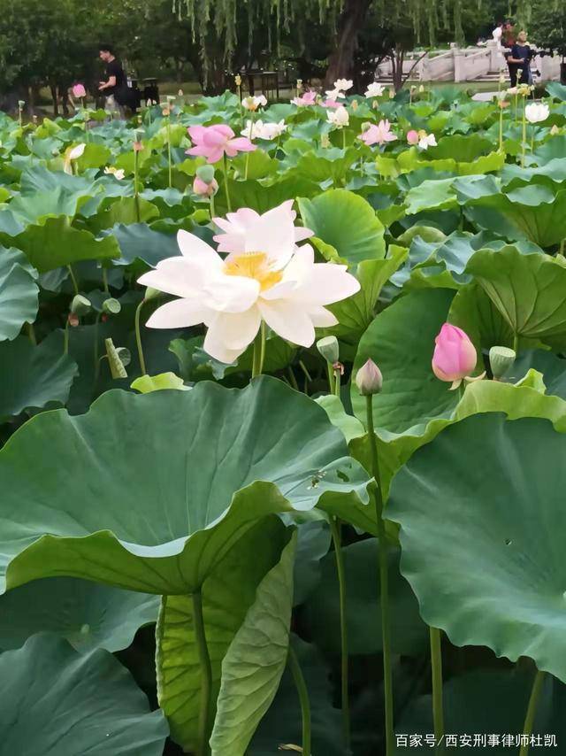 2022年如何快速离婚 3d9a753b8c2549f3be9f46d1fc3c31fb.jpeg