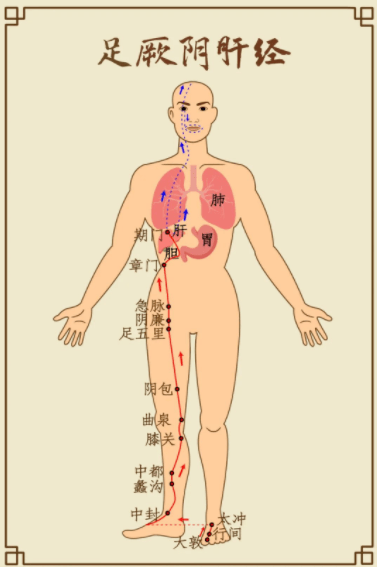 肝最喜欢伸懒腰