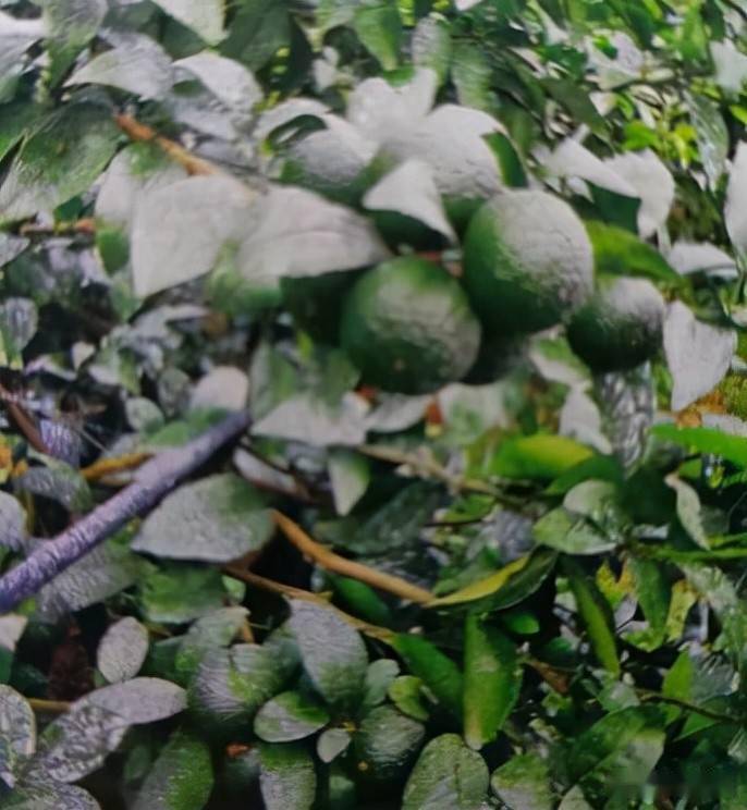 沃柑结果树保花保果技术