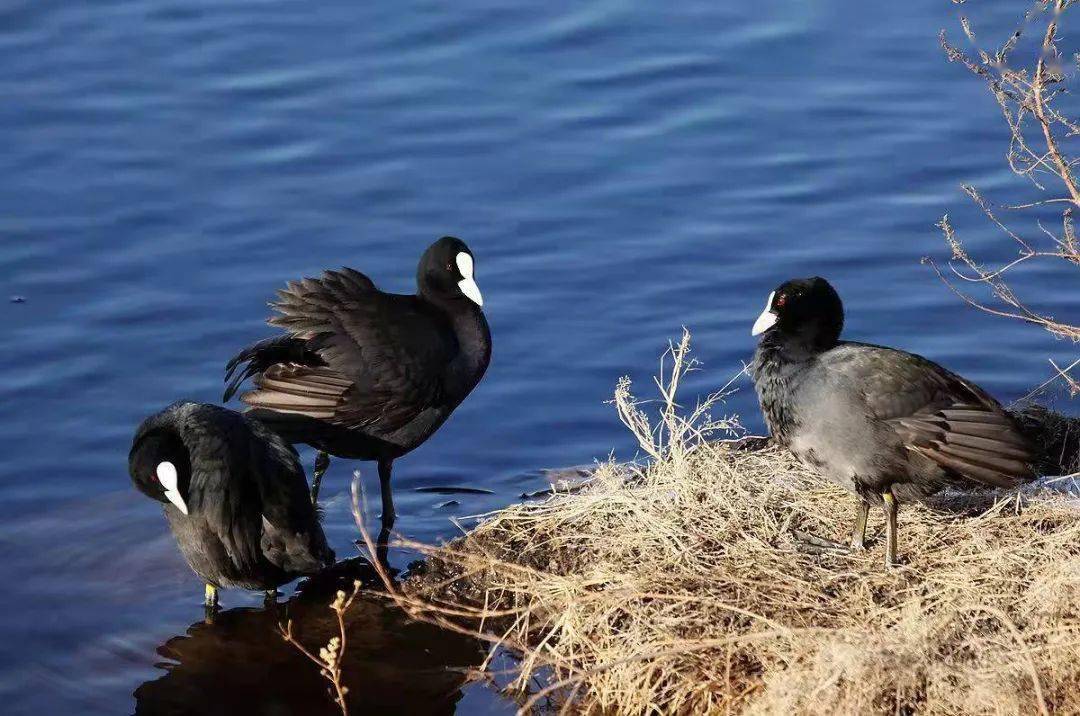 多样云南白骨顶鸡