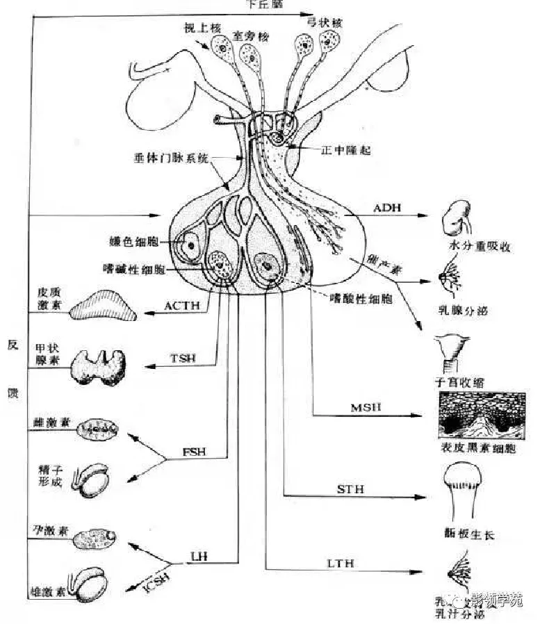 Rathke|垂体解剖及常见病变影像学表现