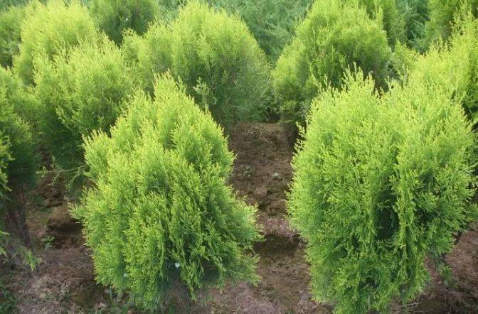 过敏性鼻炎患者的好消息榆林标本兼治破局沙蒿过敏