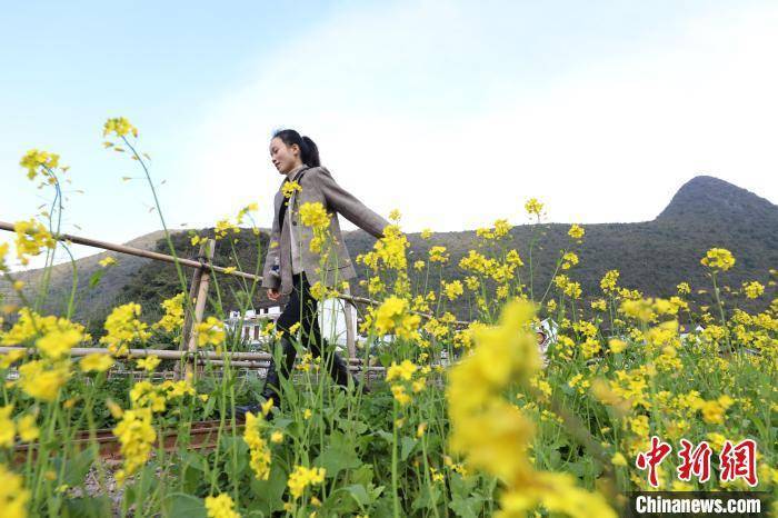 贵州|贵州兴义万峰林：油菜花开引游人