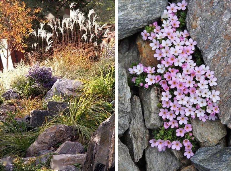看了这些花园才知道岩石花园居然这么美