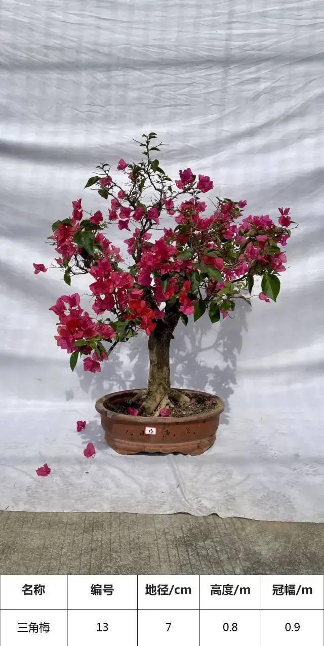 精品三角梅原盆原土 2359ba5ecf704a658d7d25ccd8fe40d0.jpeg