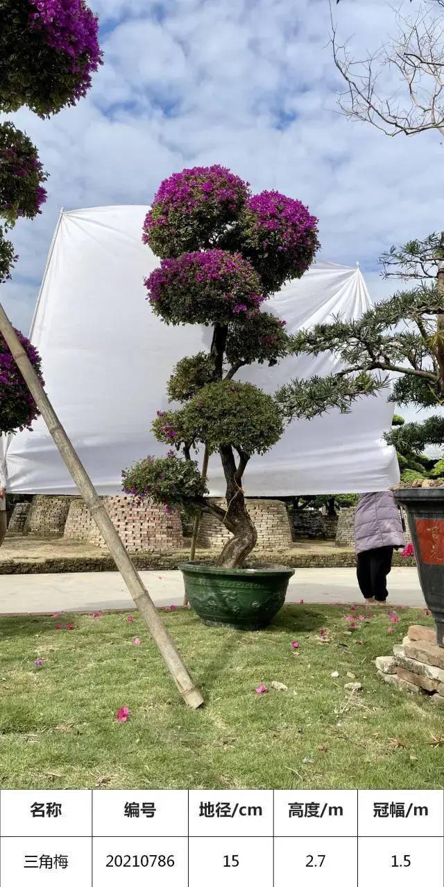 精品三角梅 盆景 f206cc8f21b24fa7b5f9aa8c7d502b2a.jpeg