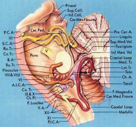 如何記後顱窩三組神經血管複合體解剖!_小腦_包括_延髓