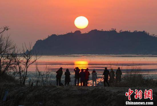 赏鹅|山东荣成：假日“赏鹅”亲近自然