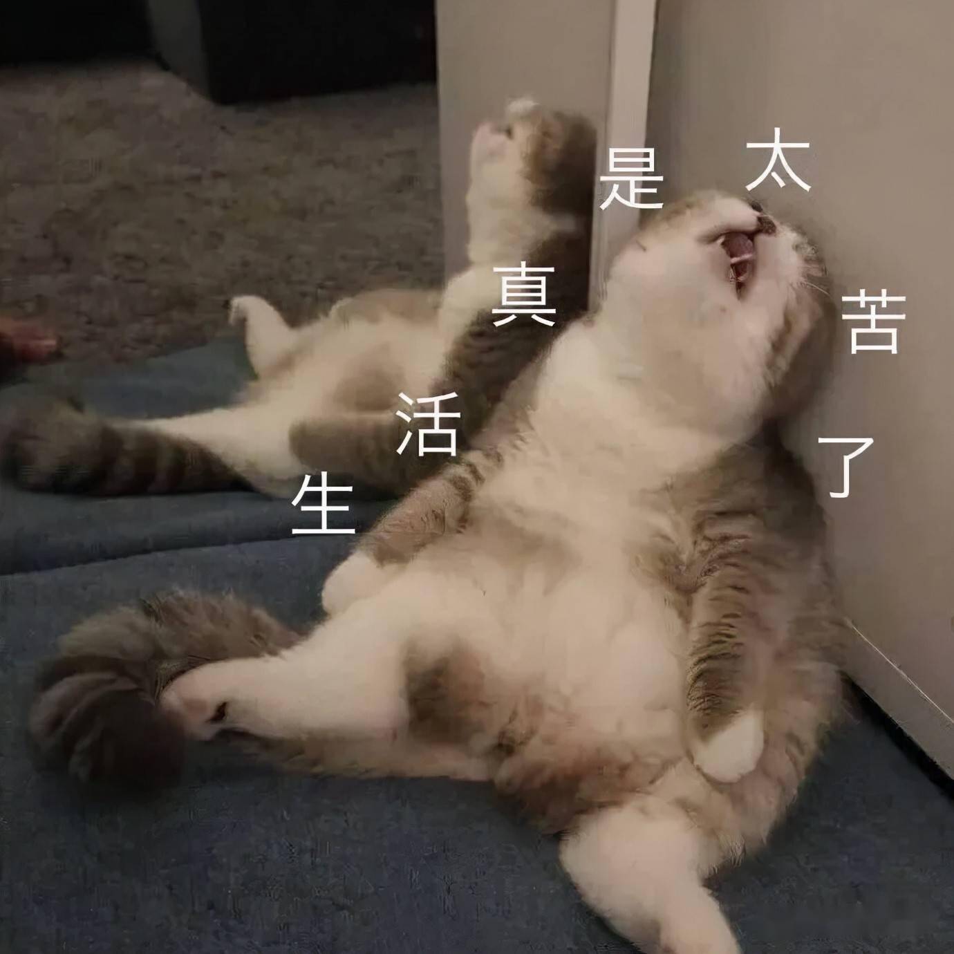 eafb47669036444889de251b9e8b7e10.jpeg