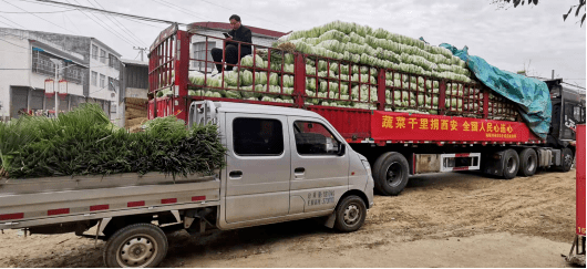 邓州30余吨白牛白菜萝卜大葱驰援西安