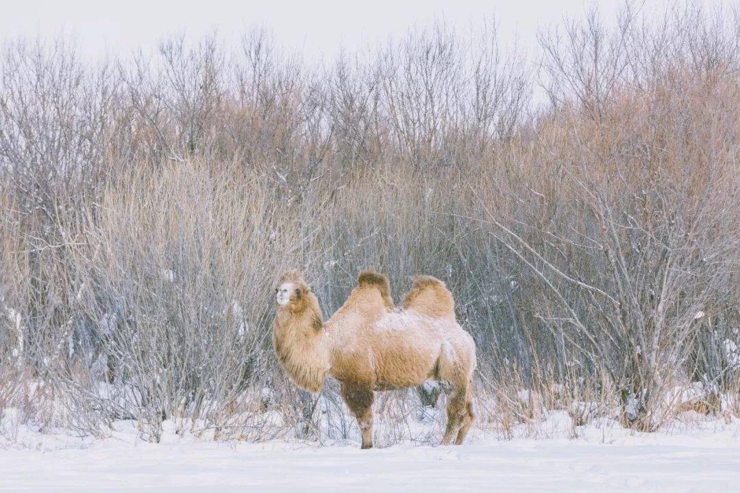 阿尔山|2022的第一场雪，去哪儿看才最浪漫？