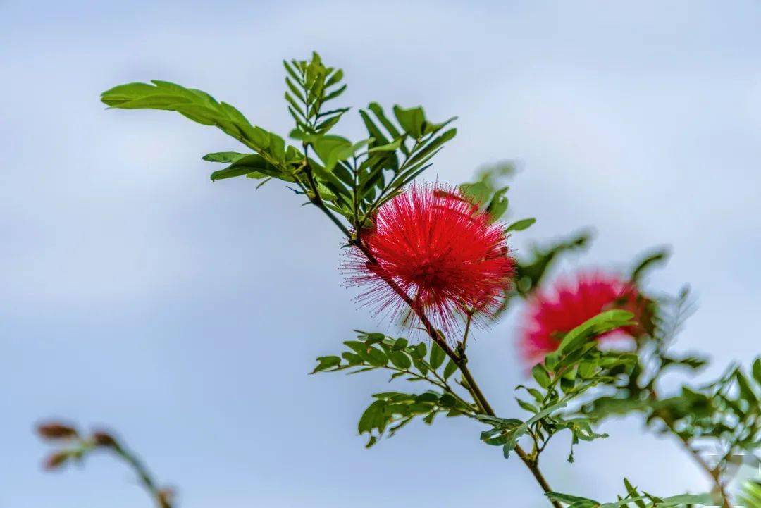 山茶花|全部免费！深圳1月公园赏花指南来啦！梅花、风铃木、山茶花……