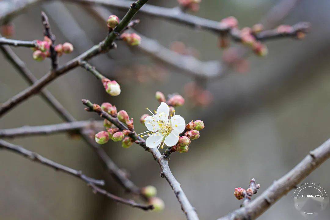 山茶花|全部免费！深圳1月公园赏花指南来啦！梅花、风铃木、山茶花……