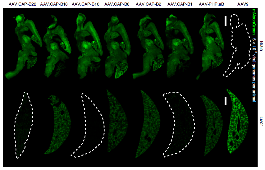 nature子刊新型aav變體突破血腦屏障且不在肝臟富集