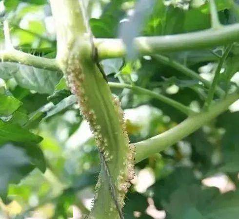 侵入髓部易腐烂伤口流露细菌生阴天摘叶最不行这是发病一特征茎杆表皮