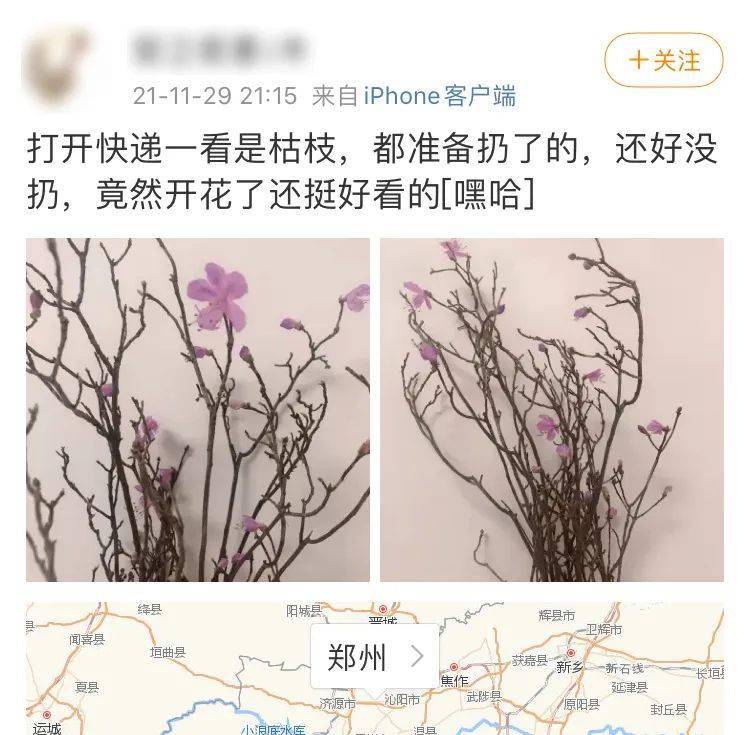 濒危|请远离这种遇水就能起死回生的枯树枝！！！