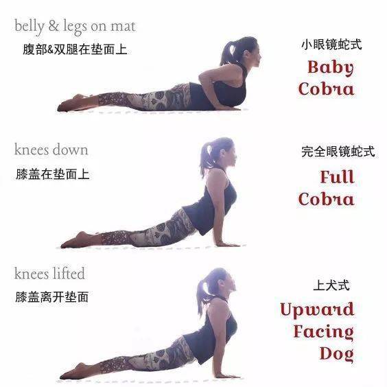 瑜伽眼镜蛇式6大解剖要点 练好治腰 练错伤腰 尤其要注意啦 体式 眼睛 腰椎