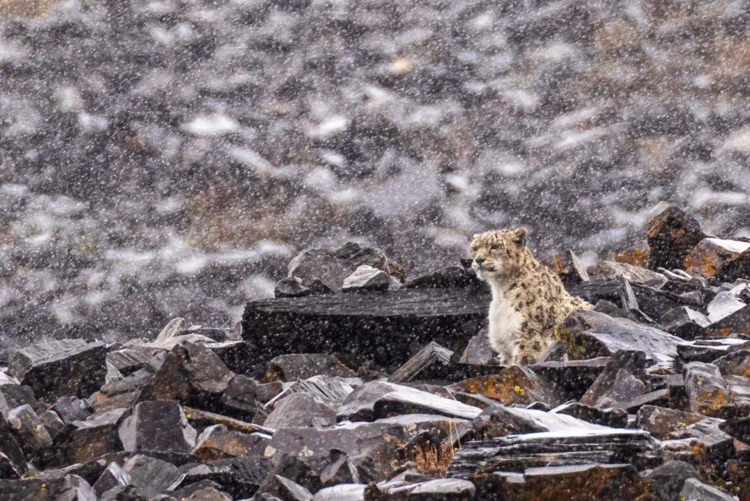 这可能是世界上第一张雪豹捕猎的近距离照片!_骆晓耘_摄影_哺乳动物