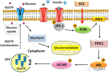 cellmetabolism小孩子才做选择除糖和降脂isthmin1全都要