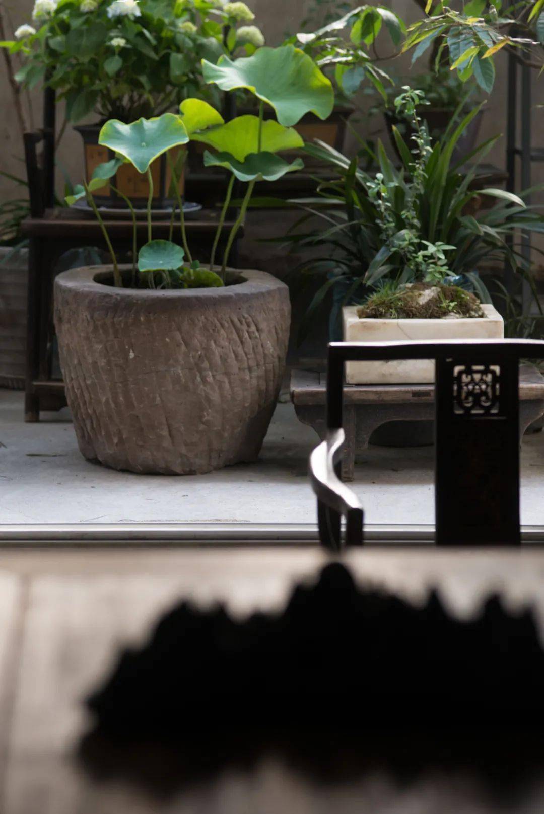 风雅 生活 是一种 花儿