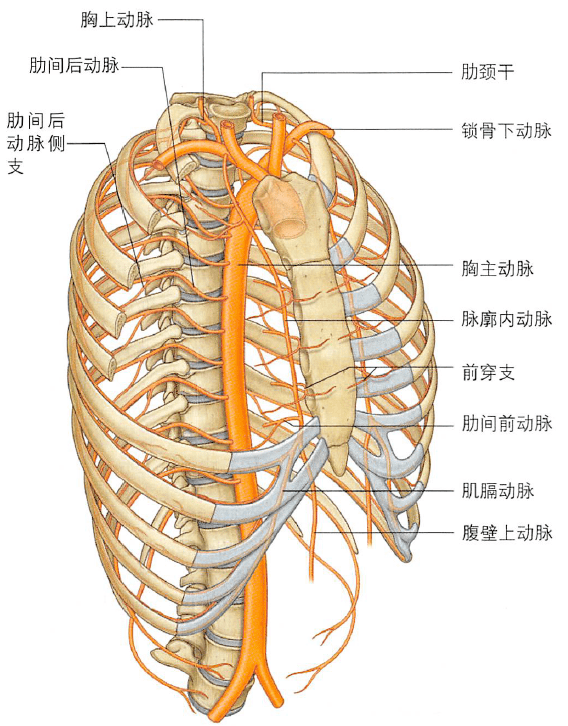 解剖丨胸部(胸壁)~_胸骨_内容_动脉