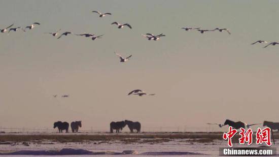 水汽|青海湖畔大天鹅集体“泡汤”画面唯美